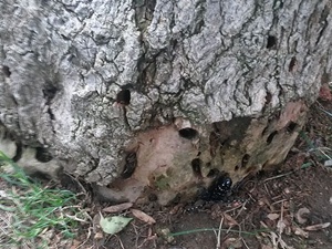 İstanbul'da ağaçları kurutan böcek bulundu