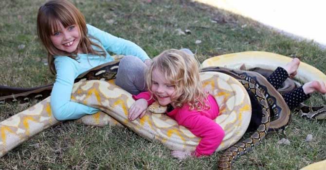Evcil piton yılanı ile tehlikeli oyun