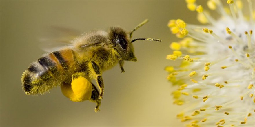 Havaların ısınmasıyla arılara dikkat