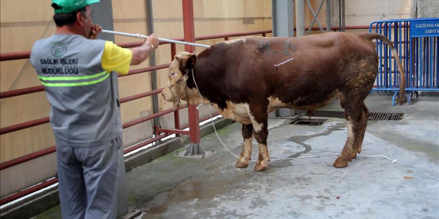 Gaziosmanpaşa Belediyesi telefonla kurban eti dağıtacak