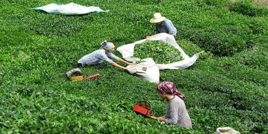ÇAYKUR 721 bin ton yaş çay aldı