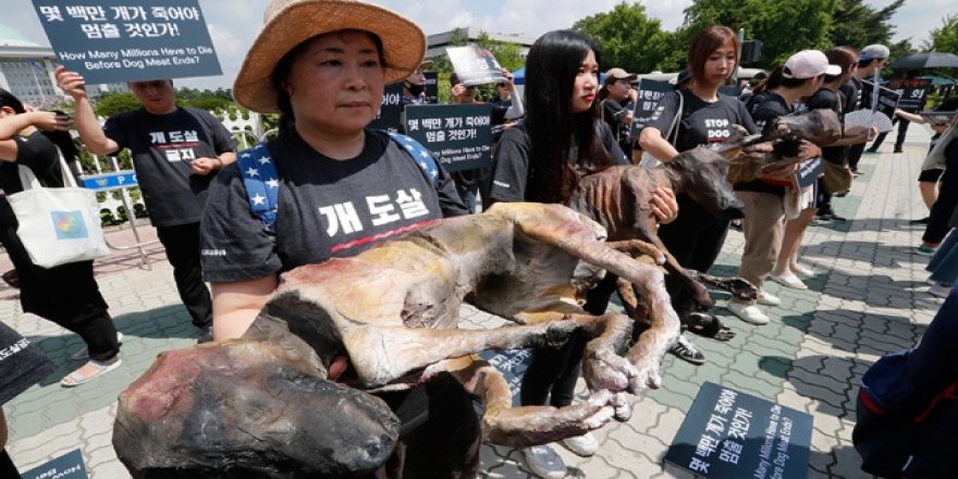 Güney Kore'de köpek eti polemiği