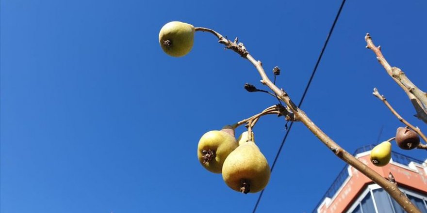 Çiftçi kışın meyve veren armut ağacına şaşırdı: Allah'ın takdiri, hayret verici