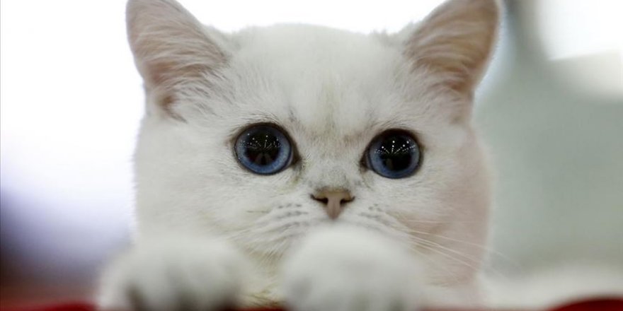 Rusya'da binden fazla kedinin yer aldığı fuar düzenlendi