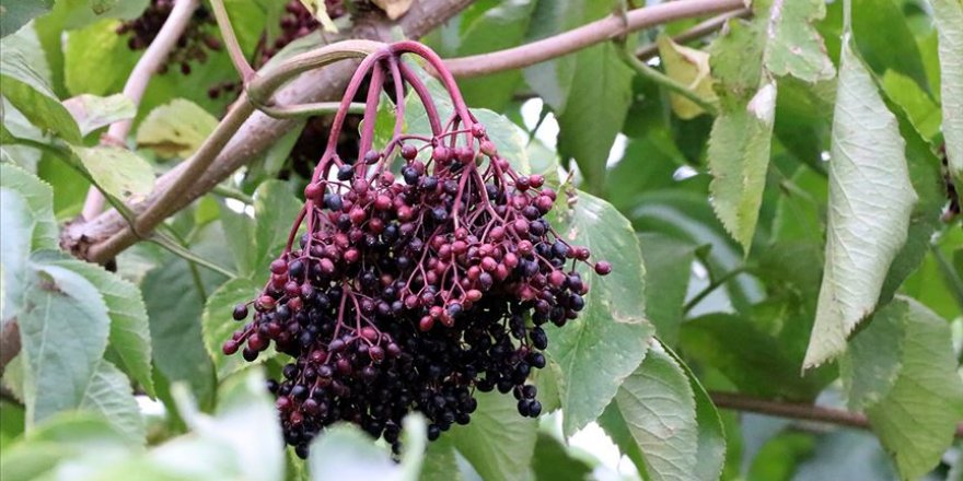 Bağışıklığı güçlendirici meyveler 'aronya' ve 'mürver'in hasadı yapılıyor