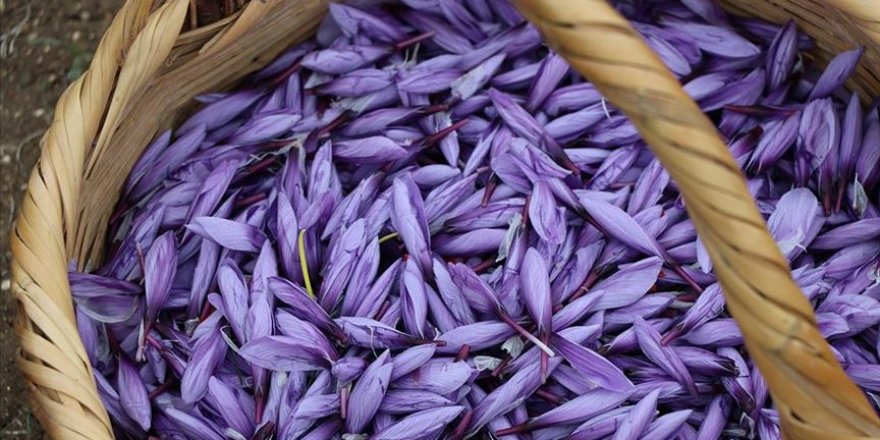 Bu yıl 25 kilogram safran üretimi hedefleniyor - Vimarsana News