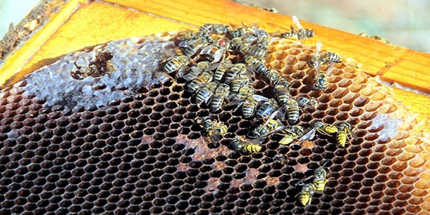 Afyonkarahisar'da bal peteklerinden üretilen 'arı ekmeği' talep görüyor
