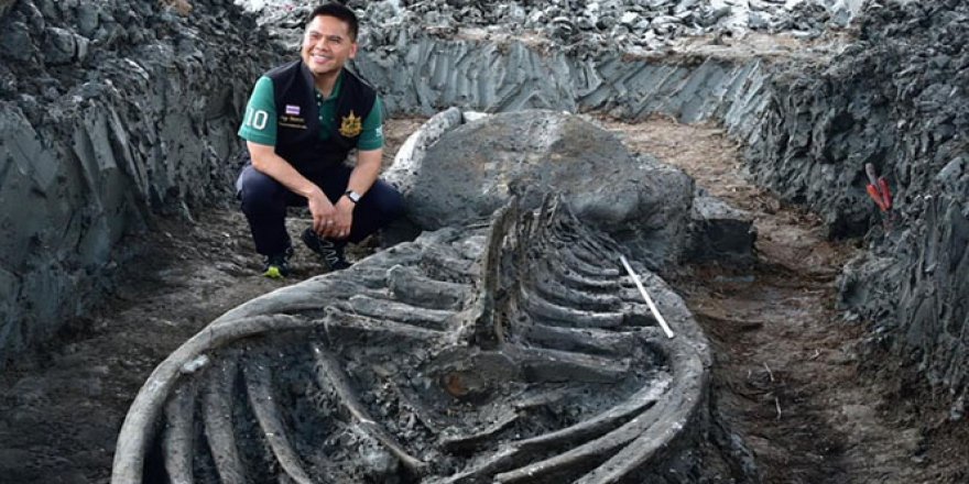 Tayland'da 5 bin yıllık balina iskeleti bulundu