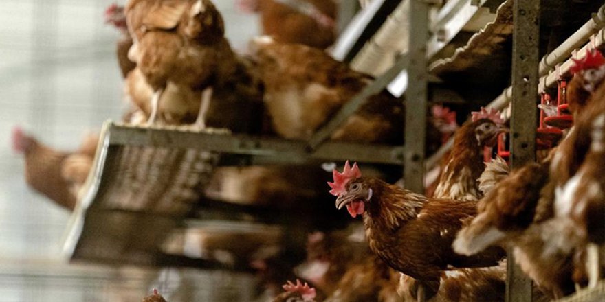 Japonya’da kuş gribi nedeniyle milyonlarca hayvanın itlaf edildiği çiftliklerin yüzde 90'ı kusurlu bulundu