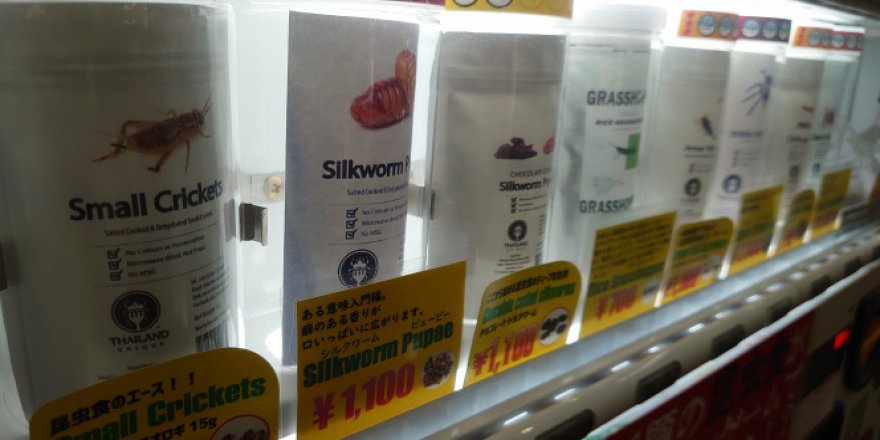 Japonya'daki atıştırmalık böcek otomatına yoğun ilgi