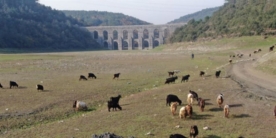 Alibeyköy barajı'nda balıklar yüzüyordu artık keçiler otluyor