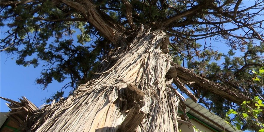 Antalya'da 500 yıllık anıt ardıç ağacı tescillendi