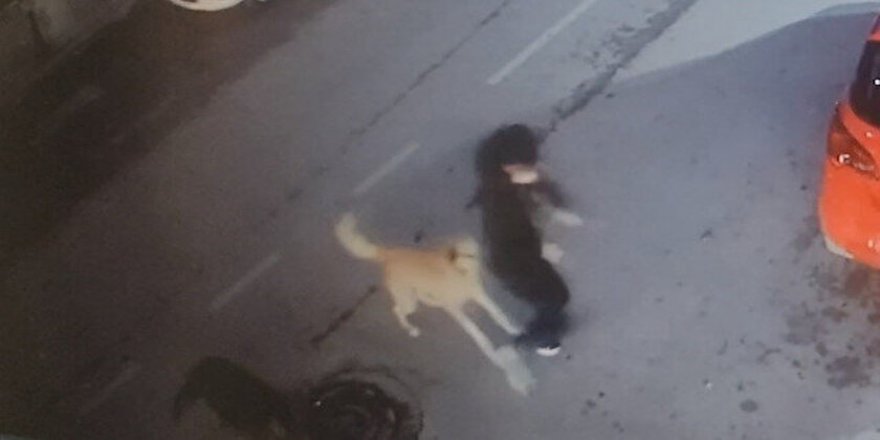 Bakırköy'de sokak köpeği dehşeti