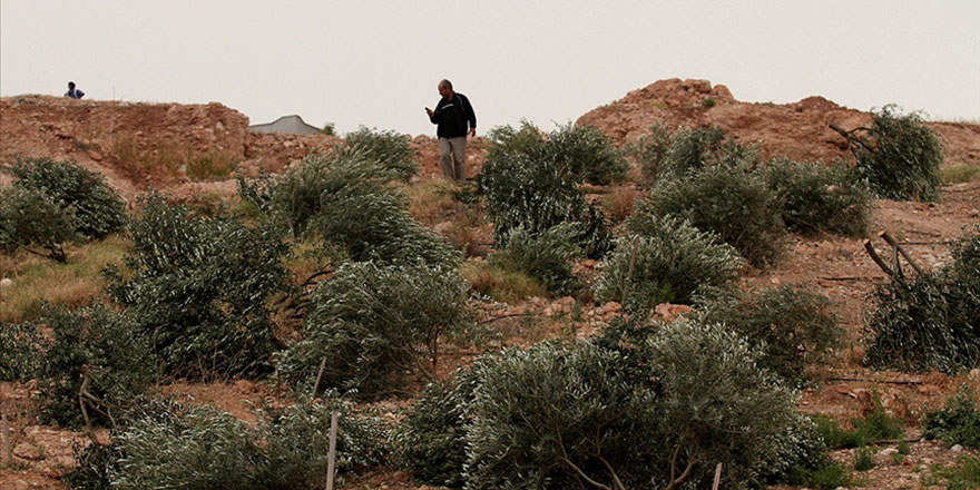 İşgalci Yahudiler Filistinlilere ait 400’den fazla zeytin ağacını söktü