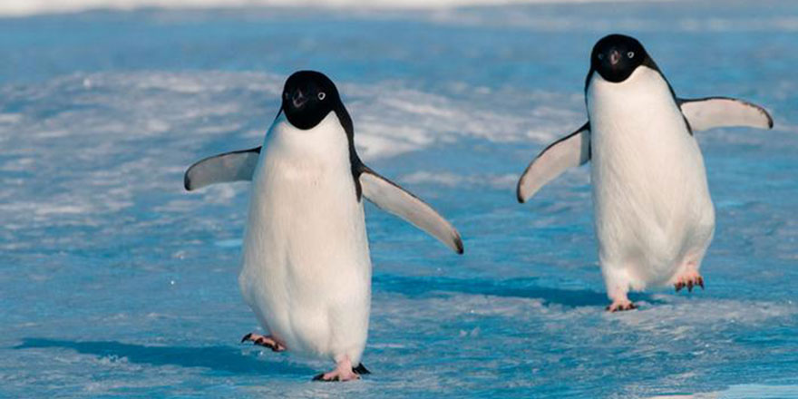 Uzman tavsiyesi: Karlı ve buzlu yolda penguen gibi yürüyün