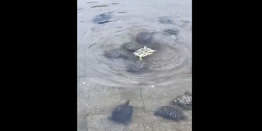 Ters dönen arkadaşlarını çevirmek için yardımlaşan kaplumbağalar