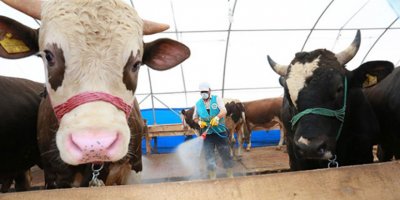 Kurban edilmesi dinen sakıncalı olan hayvanlar