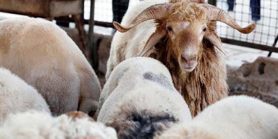 Kurban kesmenin sahih olmasının şartları nelerdir?