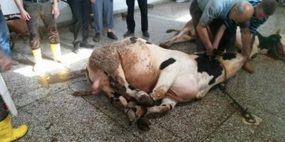 Kurban nasıl kesilir?