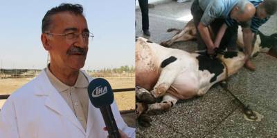 Bilim ispatladı: Besmele ile kesilen hayvanlar acı çekmiyor