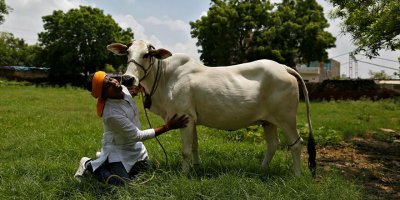 Hindistan’da 'tanrı inek' kestikleri için 7 kişi gözaltına alındı
