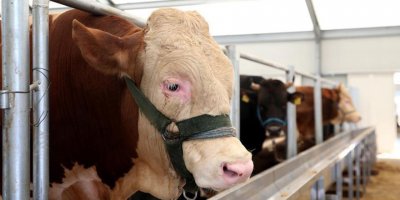 Kurban kesmek kimlere vacip?