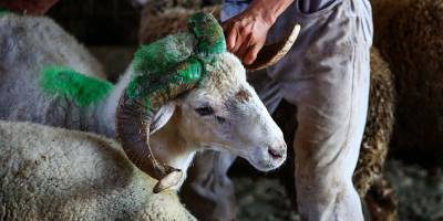 Kurbanı kesecek kimsede bulunması gereken şartlar