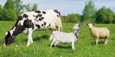 Kurbanın yenmesi haram olan kısımları