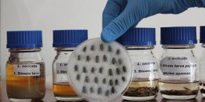 Kainat Eczanesi'nden Sinek larvasının bilinmeyen faydası