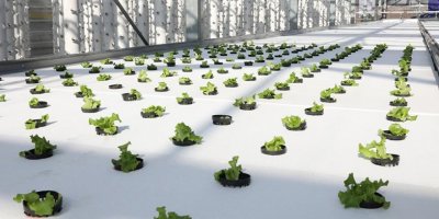 İstanbul'daki cam serada ikinci dikim başladı