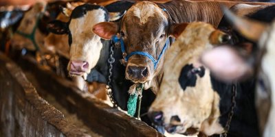 Kurban kesmenin hikmetleri