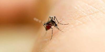 Sivrisineklerin koronavirüsü taşımadığı anlaşıldı