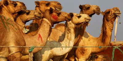 Avustralya'da vahşet: Binlerce deve kurşuna diziliyor