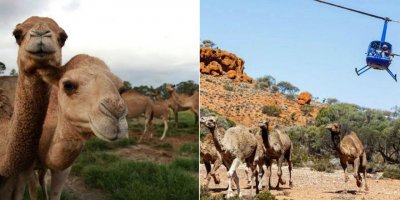 Vahşet gerçekleşti: 5 binden fazla deve keskin nişancılarla itlaf edildi