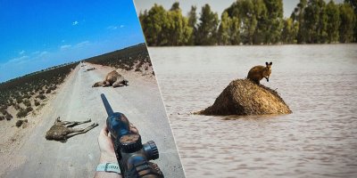 Develeri 'çok su içiyorlar' diye öldüren Avustralya’ya yüzyılda bir görülen yağmur yağdırıldı