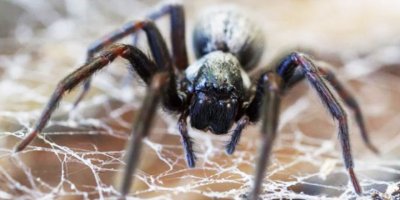 Avustralya'ya bir musibet daha: Yangın, sel, toz fırtınası ve doludan sonra 'zehirli örümcek'