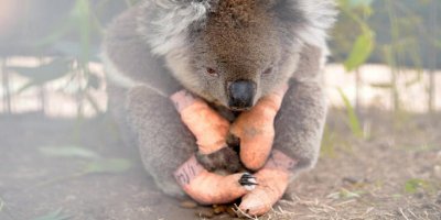 Avustralya'da yeni vahşet: Kereste için koala öldürüyorlar