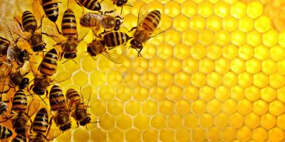 Oxford: Bal, öksürüğe ve soğuk algınlığına antibiyotikten daha etkili