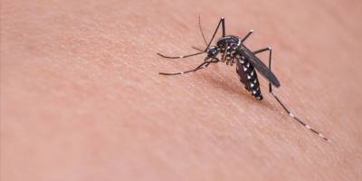Sivrisinekler neden bazı insanları daha fazla seviyor?