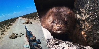 Develerden sonra 17 milyon vizonu da katledecekler