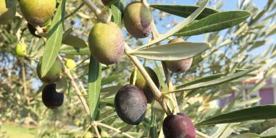 Zeytin yaprağı çayı içen koronavirüse yakalanmadı