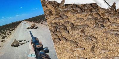 Develeri katleden Avustralya'da musibet bitmiyor: Fareler şehirleri bastı