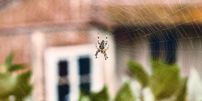 Avustralya’da örümcek istilası etkisini sürdürüyor