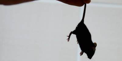 Avustralya'da fare istilası cezaevini tahliyeye zorladı