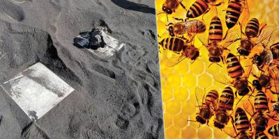 Subhanallah! Yanardağın püskürttüğü küllerin altında kalan arılar 50 gün sonra canlı çıktı