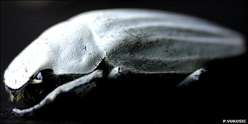 2net0_1408431064_7059.jpg 2net0_1408431064_7059.jpg