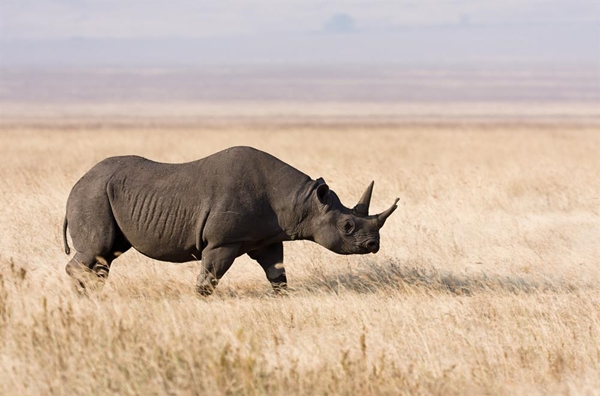 45edngorongoro_spitzmaulnashorn_edit1.jpg