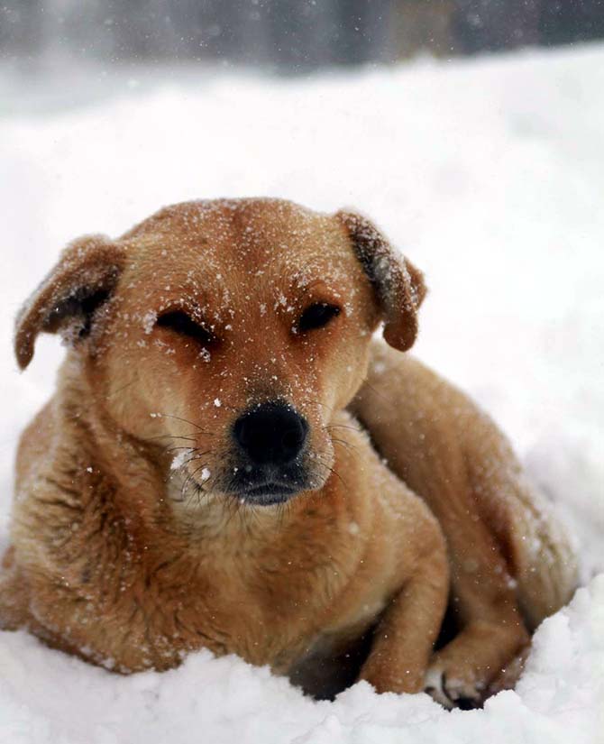 Kar yağışı, köpek, bursa, 