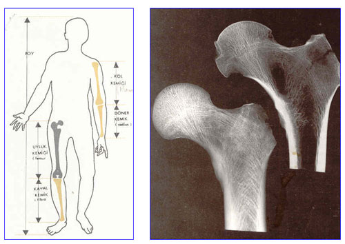 kemik1.jpg kemik1.jpg
