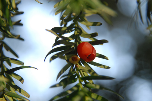 porsuk_agaci.jpg porsuk_agaci.jpg